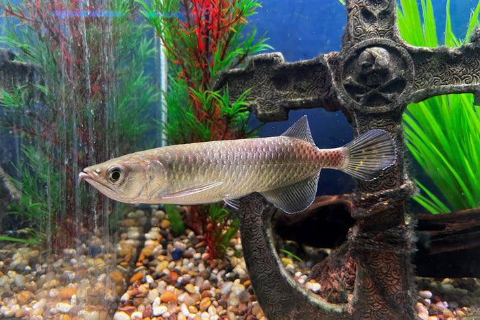 Jardini Arowana