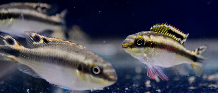 Kribensis Cichlid