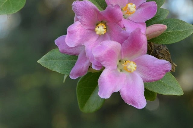 Lagunaria - Lagunaria patersonii - Árbol pica - pica - El Nou Garden