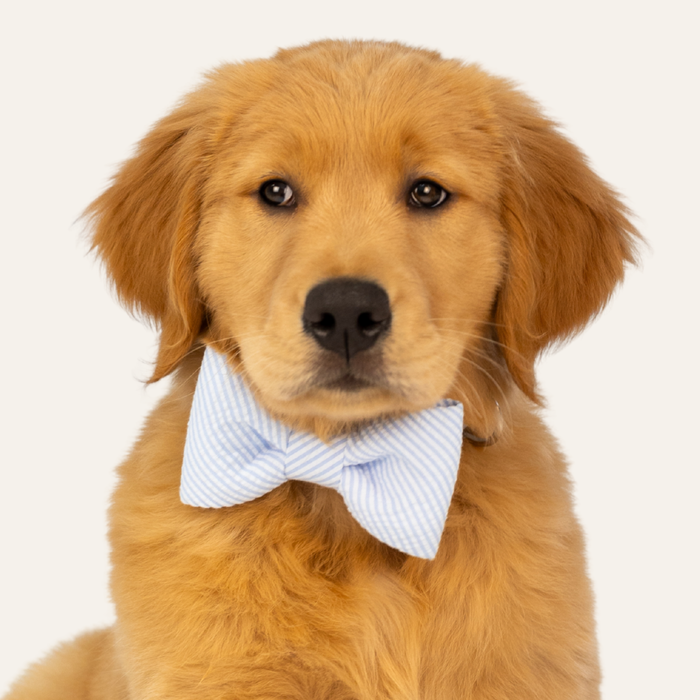 Light Blue Seersucker Bow Tie Dog Collar - Crew LaLa