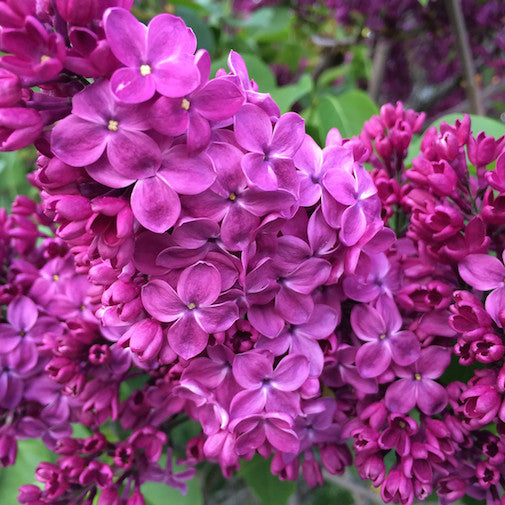 Lilac