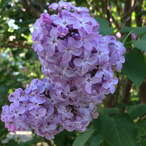 Lilac