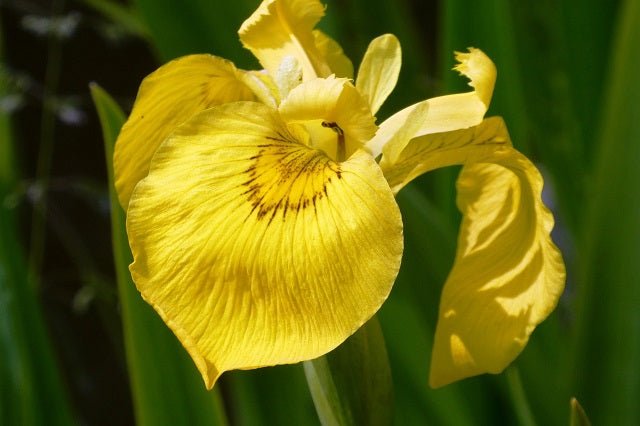 Iris pseudacorus - Lirio amarillo - El Nou Garden