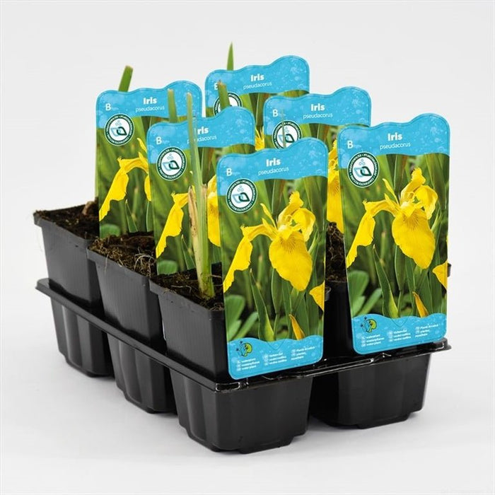 Lirio amarillo - Iris pseudacorus - El Nou Garden