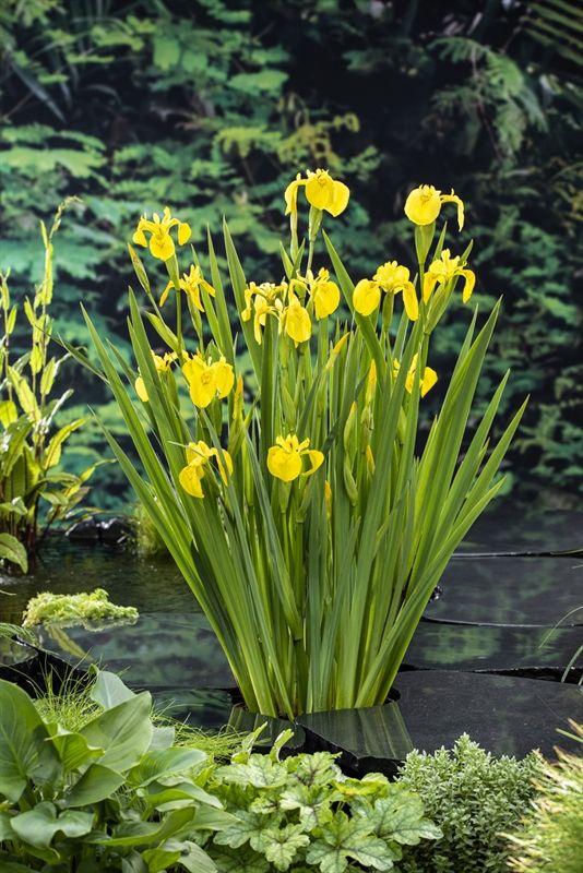 Lirio amarillo - Iris pseudacorus - El Nou Garden
