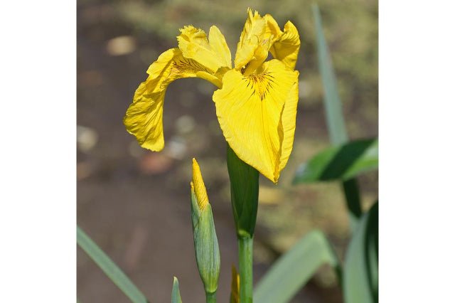 Iris pseudacorus - Lirio amarillo - El Nou Garden