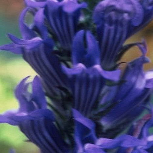 Lobelia