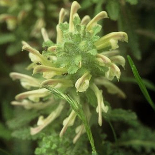 Lousewort