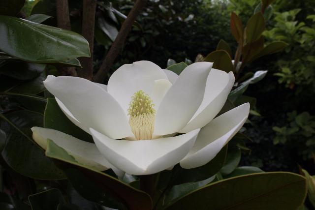 Magnolia común François Treyve - Magnolia grandiflora - El Nou Garden
