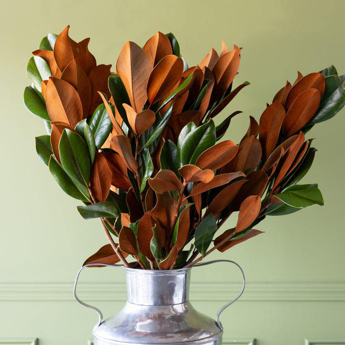 Magnolia Vase Branches