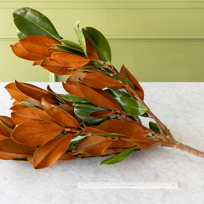 Magnolia Vase Branches