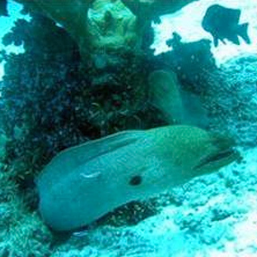 Moray Eel