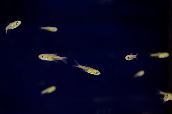 Neon Green Rasbora