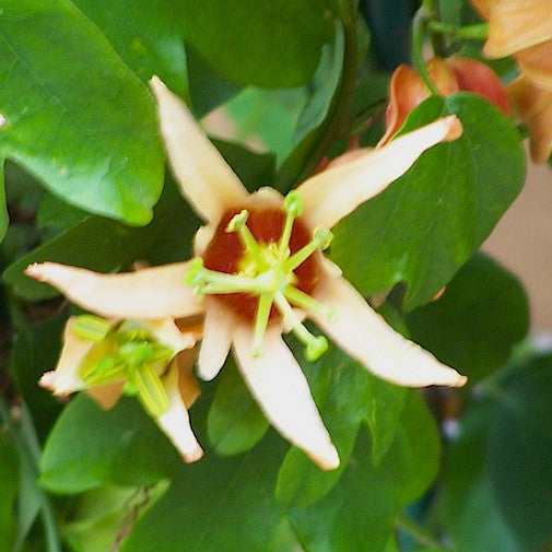 Orange Passionflower