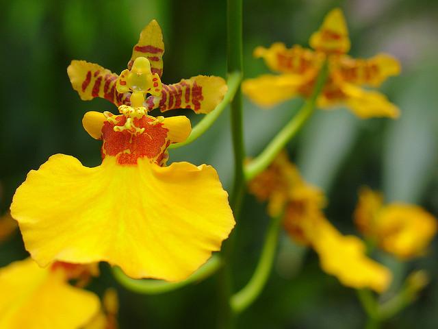 Orchid Flower