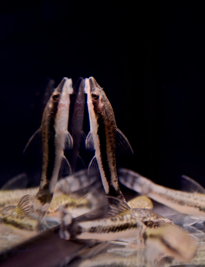 Otocinclus Catfish