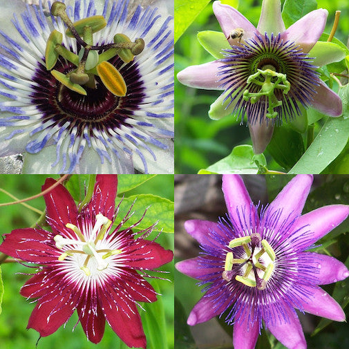 Passionflower Set
