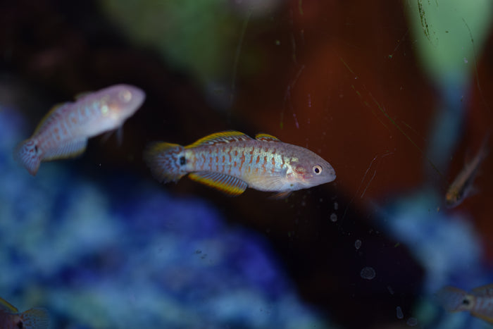 Peacock Gudgeon