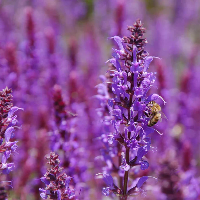 Perfect Potion Clary Sage Essential Oil 10ml