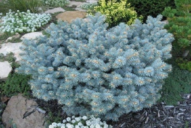 Pícea azul Glauca Globosa - Picea pungens - El Nou Garden