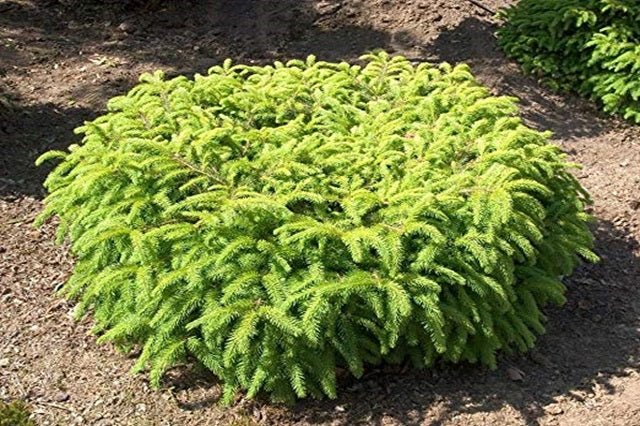 Pícea común Nidiformis - Picea abies - El Nou Garden
