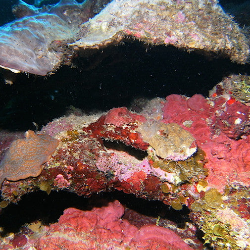 Pink Coral