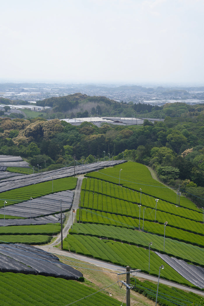 Premium Yame Okumidori / 30g tin