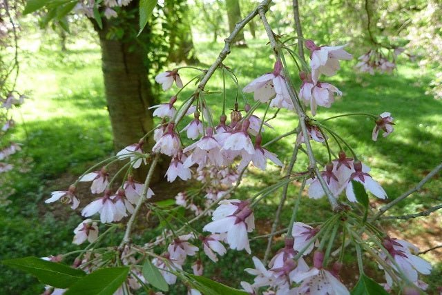 Prunus pendula "Pendula Rubra" - Cerezo llorón - El Nou Garden