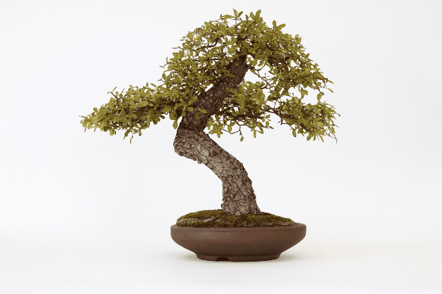 Quejigo - Quercus faginea - Bonsai - El Nou Garden