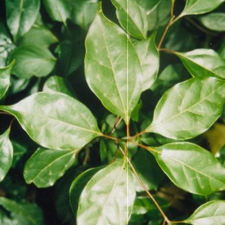 Ravintsara,Cinnamomum camphora, Therapeutic Grade Essential Oil