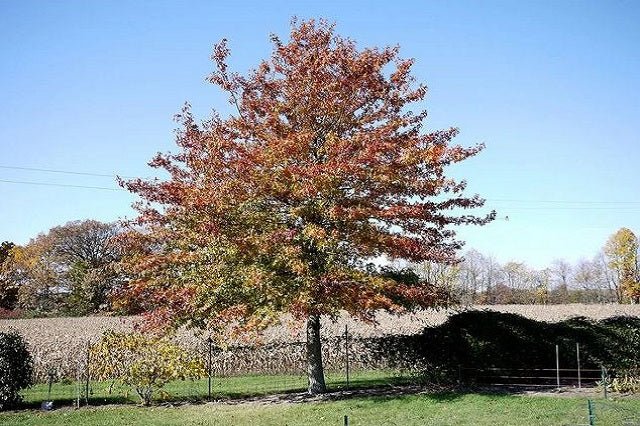 Roble palustre americano - Quercus palustris - El Nou Garden