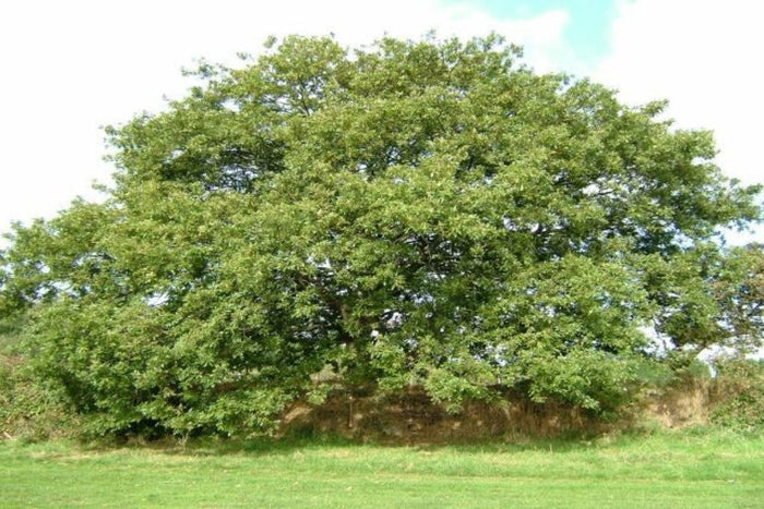Roble turco - Quercus cerris - Roble cabelludo - El Nou Garden