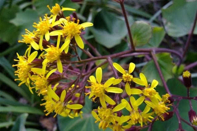 Roldana - Roldana petasitis - Geranio de California - El Nou Garden