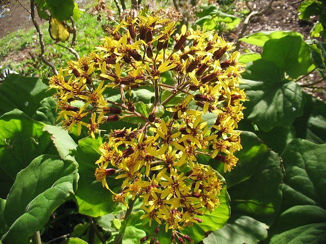 Roldana - Roldana petasitis - Geranio de California - El Nou Garden