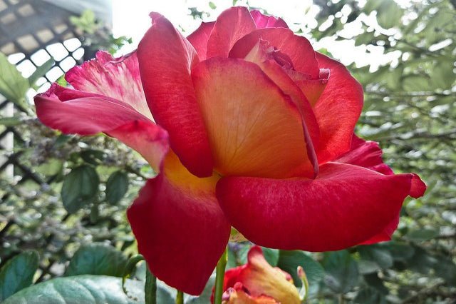 Rosal Bolchoi - El Nou Garden