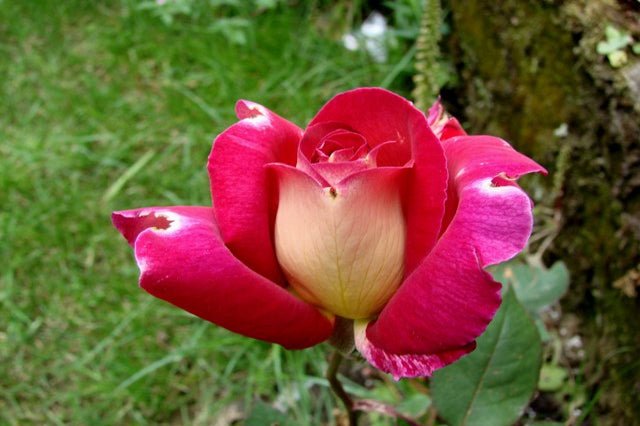 Rosal Bolchoi - El Nou Garden