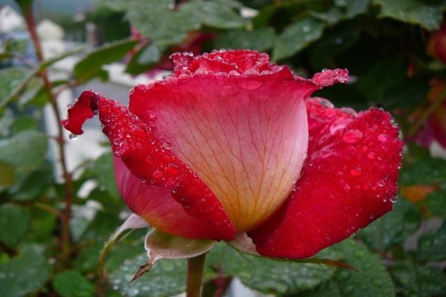 Rosal Bolchoi - El Nou Garden