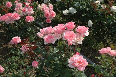 Rosal Carmesina Fecarm - El Nou Garden
