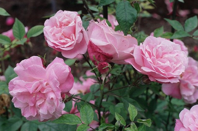 Rosal Chinensis Old Blush - Rosa Parsons de China - El Nou Garden