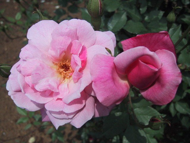 Rosal Chinensis Old Blush - Rosa Parsons de China - El Nou Garden