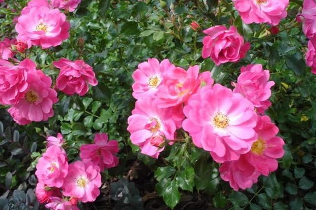 Rosal Cumbaya Meizabo - El Nou Garden