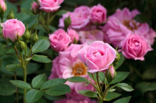 Rosal miniatura Belle Symphonie Meirivoui - El Nou Garden