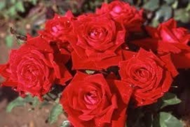 Rosal trepador Ena Harkness - El Nou Garden