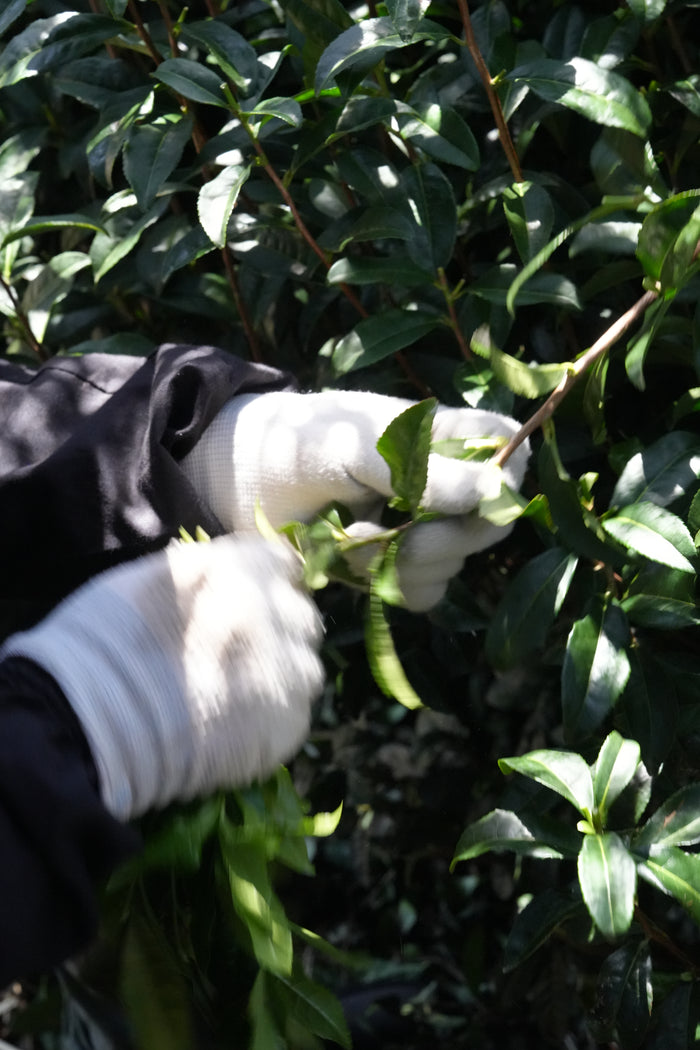 Samidori (Uji) /  Hand-picked Uji Matcha  / ※20g tin