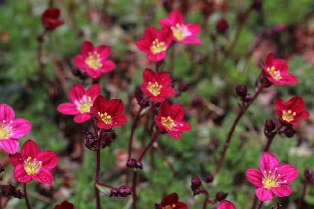 Saxifraga arendsii - Pack 6 unidades - El Nou Garden