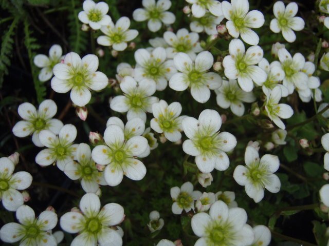 Saxifraga arendsii - Pack 6 unidades - El Nou Garden