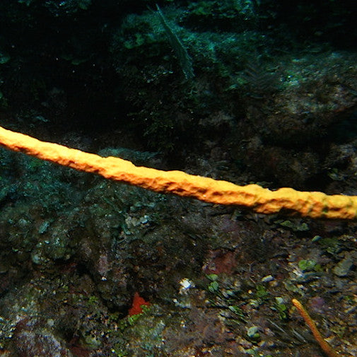 Scattered Pore Rope Sponge
