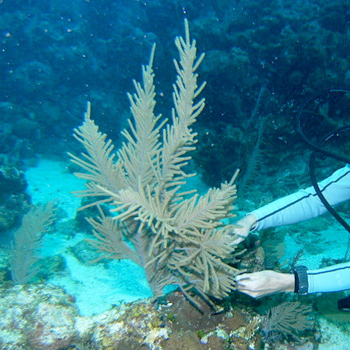 Sea Plume