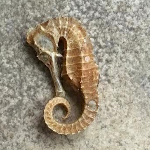 Seahorse