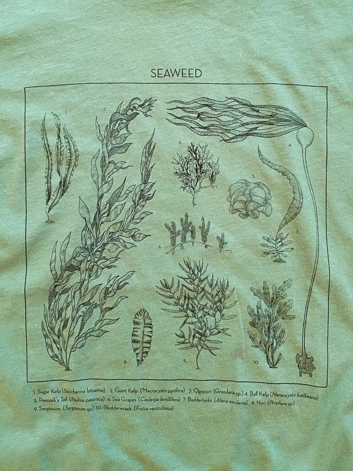 Seaweed ID Tee | Organic Cotton | Waterlust